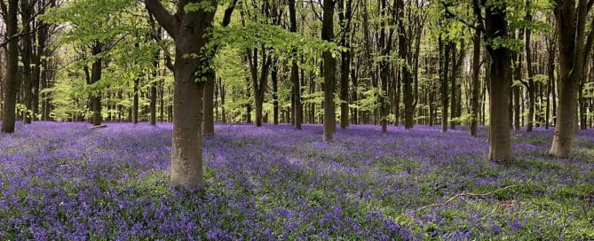 The Healing Power of Nature - Vibrant Coaching